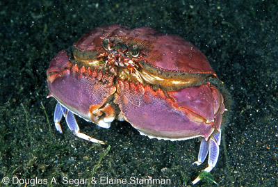 Crustacea - Crabs