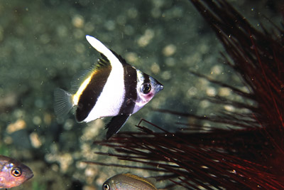 Angelfish