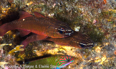 Anthias