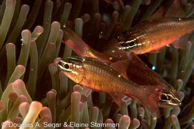 Anthias