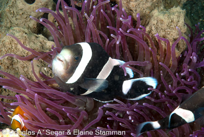 Damselfish