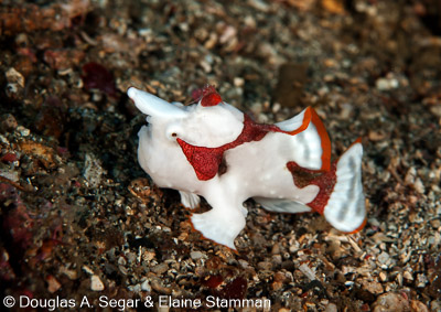 Frogfish