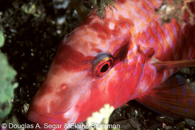 doublebar-goatfish-night-coloration-parupeneus-bifasciatus-segar9439