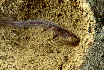 Goatfish