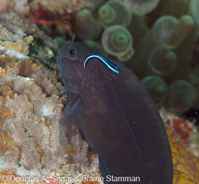 Gobies