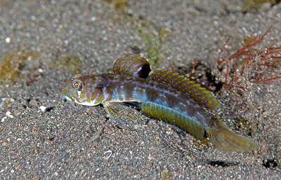 Gobies