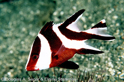 Groupers