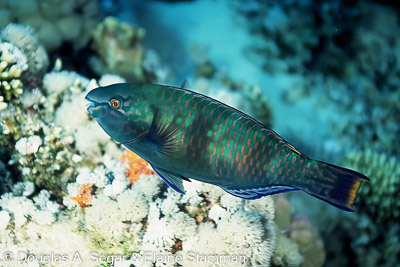 Parrotfish