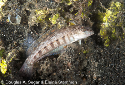 Sand Tilefish