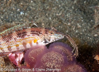 Sand Tilefish