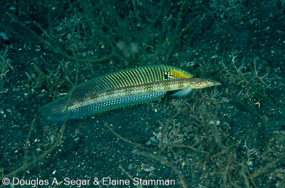 Sand Tilefish