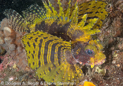 Scorpionfish