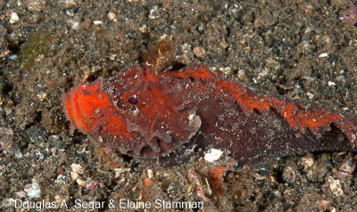 Scorpionfish