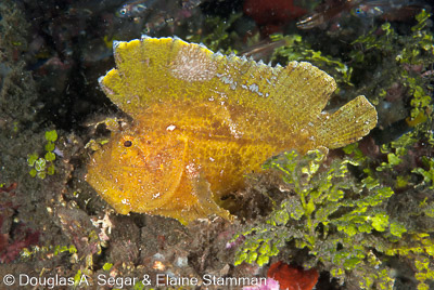 Scorpionfish