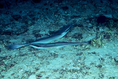 Sharks