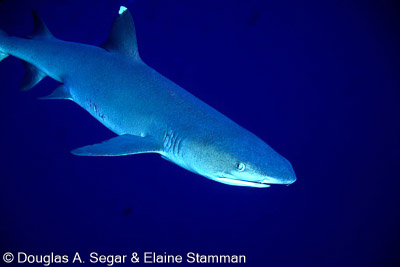 Sharks