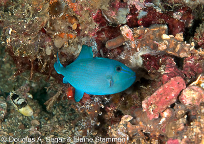 Surgeonfish