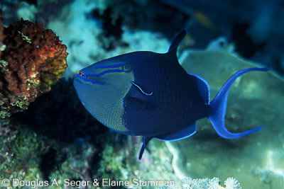 Surgeonfish