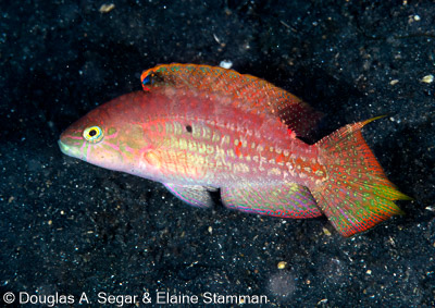 Wrasses