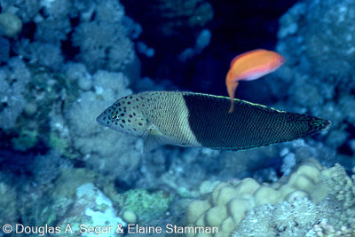 Wrasses