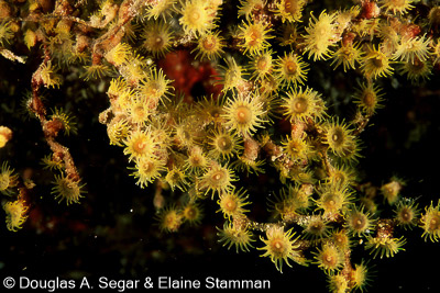 Anemones