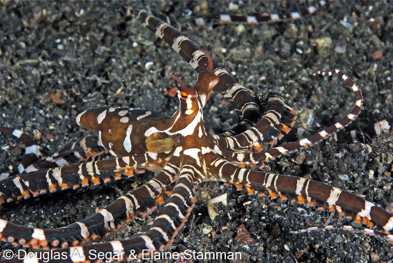 Wonderpus, Wunderpus photogenicus, Segar 2009-07-3530 - Reefimages ...