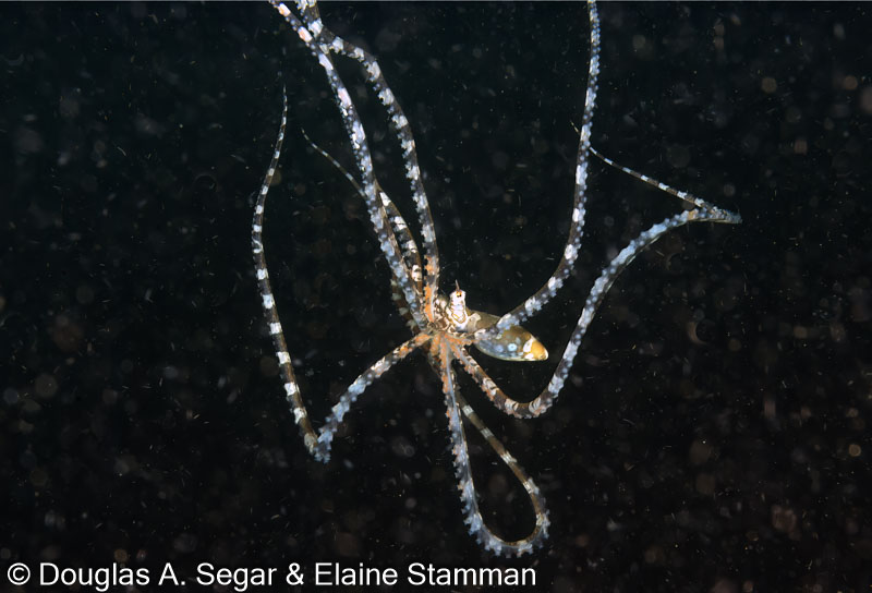 Wonderpus, Wunderpus photogenicus, Segar 2012-12-0701 - Reefimages ...