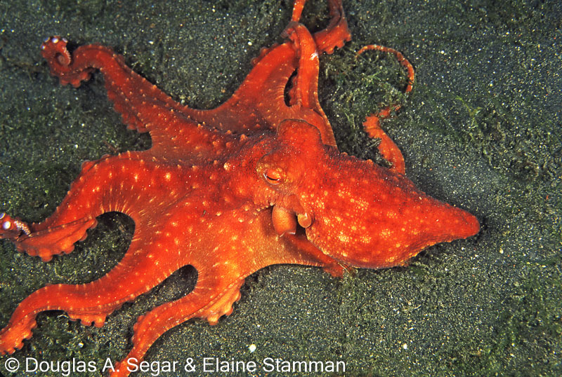 Starry octopus, Callistoctopus luteus, SegarB1596 - Reefimages ...