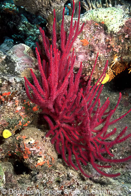 Hard Corals