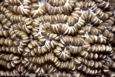 Hard Corals