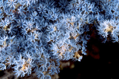 Soft Corals