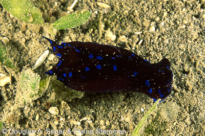 Mollusks - Nudibranchs