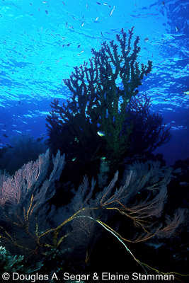 Reef_Scenes