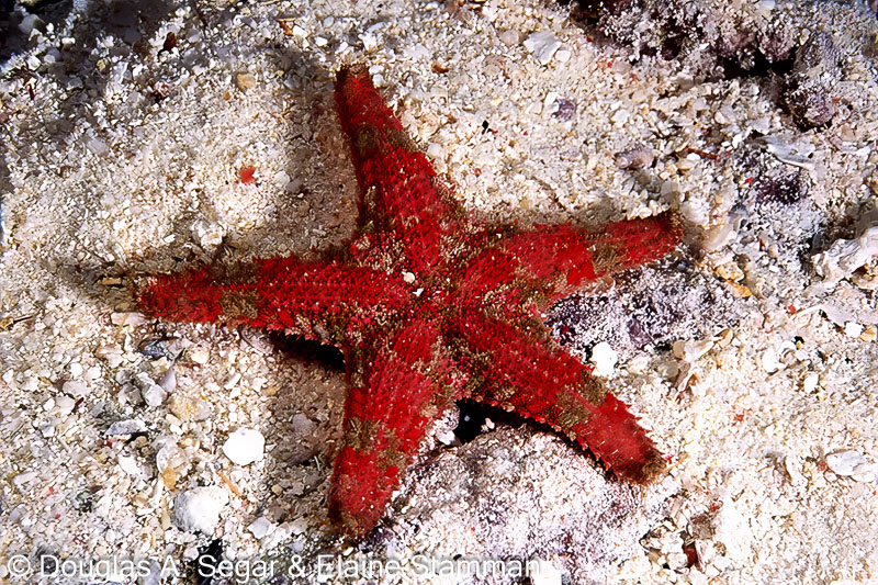 Seastars - Reefimages & Introduction to Ocean Sciences - Page 11