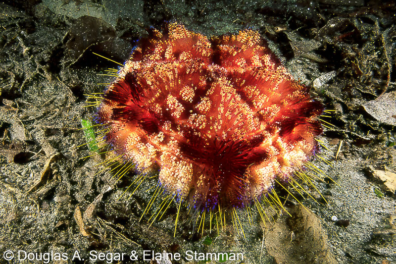 Seastars - Reefimages & Introduction to Ocean Sciences - Page 11