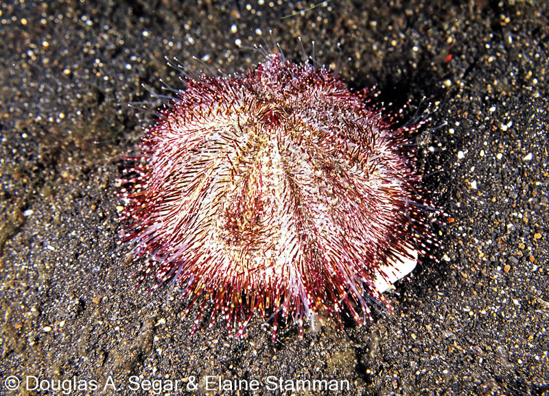 Seastars - Reefimages & Introduction to Ocean Sciences - Page 11