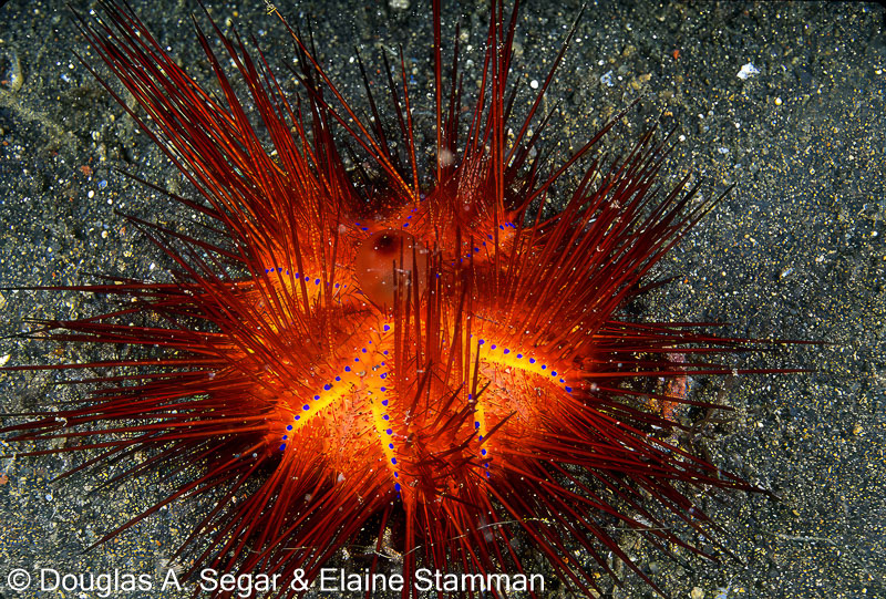 Seastars - Reefimages & Introduction to Ocean Sciences - Page 11