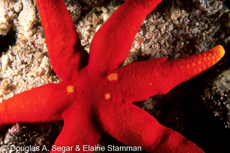 Sea star, Unidentified, Subclass, Asteroidea, SegarA6972 - Reefimages