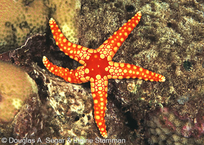 Seastars