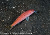 Lembeh Strait Divesites