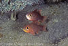 Lembeh Strait Divesites