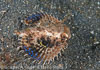 Hairball