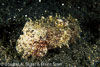 Lembeh Strait Divesites