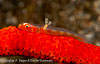 Nudi_Falls