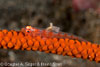 Nudi_Retreat