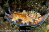 Nudi_Retreat