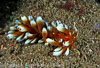 Nudi_Retreat