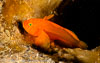 Tandu Rusa