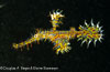 Lembeh Strait Divesites