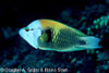 Black and Silver Reef